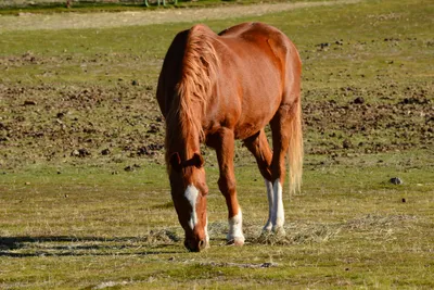 DSC_3132 (Large).JPG